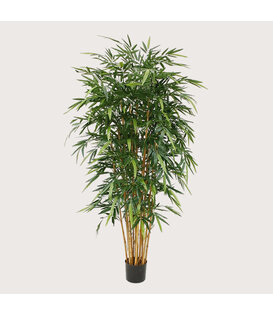 Bamboe Deluxe Groen H210 D110