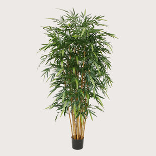 Bamboe Deluxe Groen H210 D110