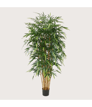 Bamboe Deluxe Groen H210 D110