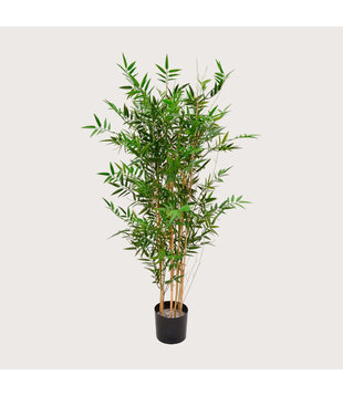 Japanese Bamboo UV Green H125 D70