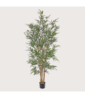 Bamboo Plant UV Green H195 D80