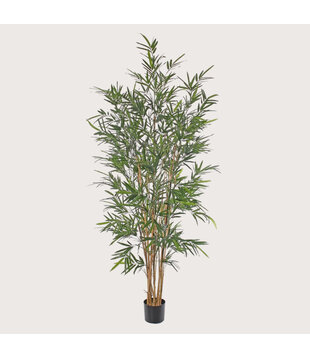 Bamboo Plant UV Green H195 D80