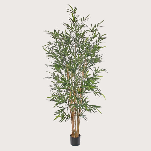Bamboo plant UV Green H195 D80