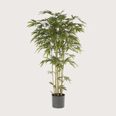 Bamboo Plant Green H205