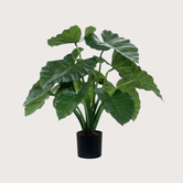 Alocasia Calidora Groen H60 D60
