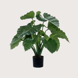 Alocasia Calidora Green H60 D60