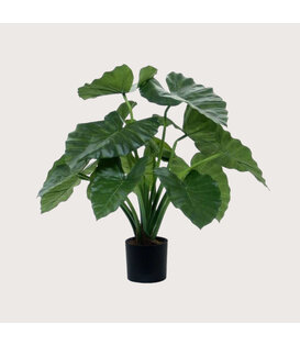 Alocasia Calidora Green H60 D60
