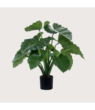 Alocasia Calidora Green H60 D60