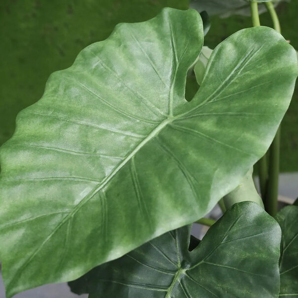 Alocasia Calidora Green H60 D60