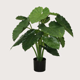 Alocasia Calidora Green H80 D75