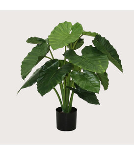 Alocasia Calidora Green H80 D75