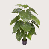 Alocasia Calidora Groen H115 D90