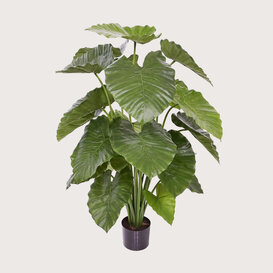 Alocasia Calidora Green H115 D90