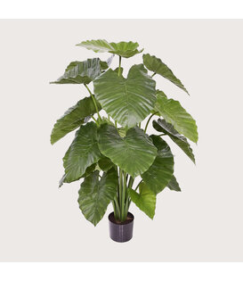 Alocasia Calidora Green H115 D90