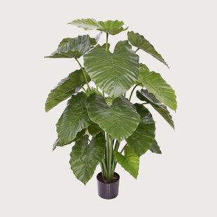 Alocasia Calidora Groen H115 D90