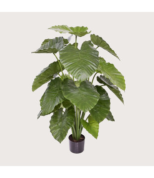Alocasia Calidora Green H115 D90