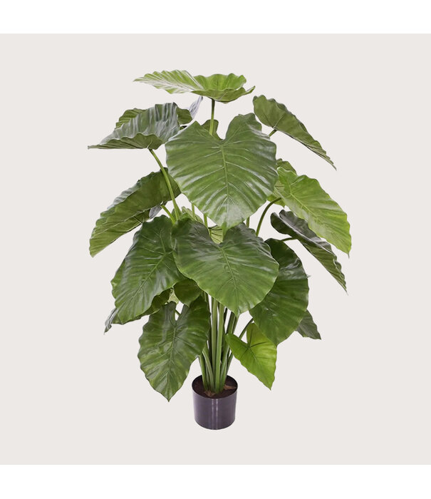 Alocasia Calidora Groen H115 D90