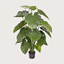 Alocasia Calidora Green H115