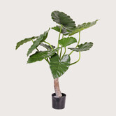 Alocasia Calidora Green H80 D80