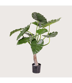 Alocasia Calidora Green H80 D80