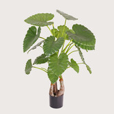Alocasia Calidora Green H120 D110