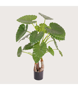 Alocasia Calidora Green H120 D110