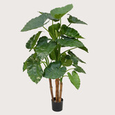 Alocasia Calidora Groen H125 D90