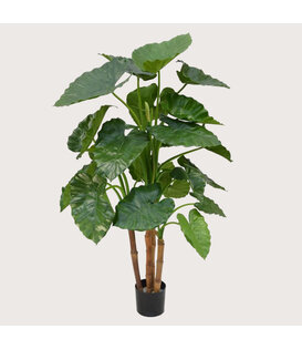 Alocasia Calidora Groen H125 D90