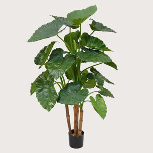 Alocasia Calidora Groen H125 D90