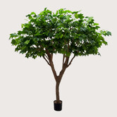Esdoorn Deluxe Boom Groen H240 D200