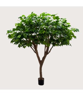 Maple Deluxe Tree Green H240 D200