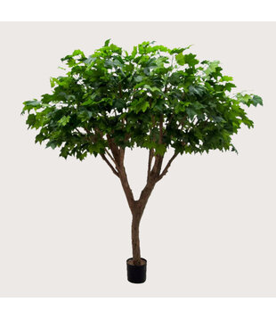 Maple Deluxe Tree Green H240 D200