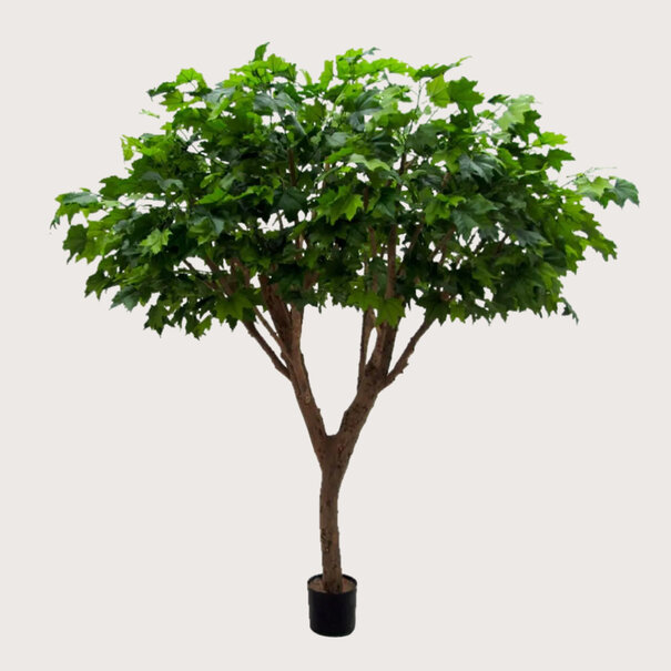 Maple Deluxe Tree Green H240 D200