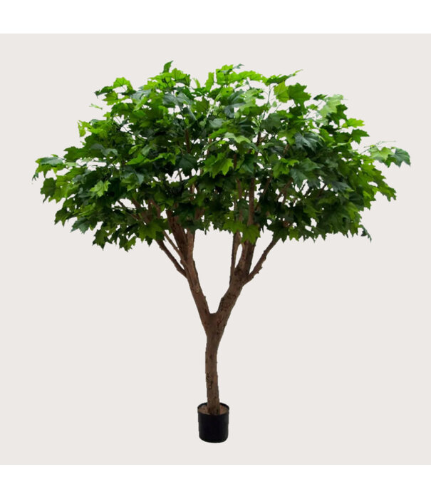 Esdoorn Deluxe Boom Groen H240 D200