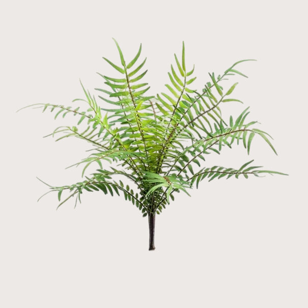 Fern Blechnum Steker H25
