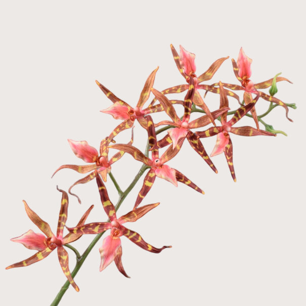 Orchid Coral H94