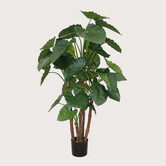 Alocasia Calidora Groen H165 D90