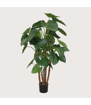 Alocasia Calidora Green H165 D90