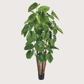 Alocasia Calidora Giant Groen H210 D110