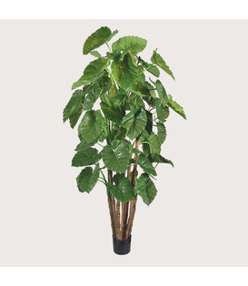Alocasia Calidora Giant Green H210 D110