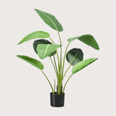 Strelitzia Plant Groen H120 D80