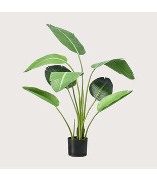 Strelitzia Plant Groen H120 D80