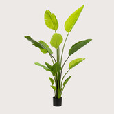 Strelitzia Deluxe Green H150 D100