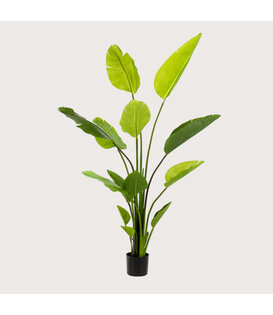 Strelitzia Plant Green H150 D100
