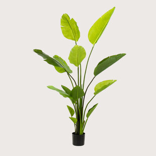 Strelitzia Deluxe Green H150 D100
