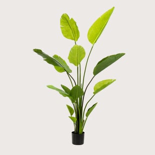 Strelitzia Deluxe Groen H150 D100
