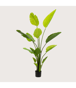 Strelitzia Plant Green H150 D100