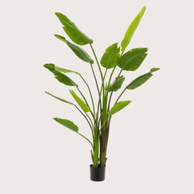 Strelitzia Deluxe Groen H180 D140