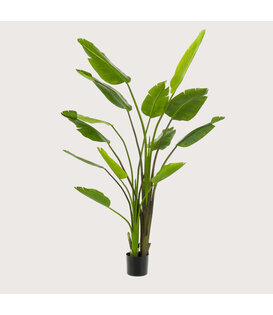Strelitzia Plant Groen H180 D140