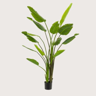 Strelitzia Deluxe Groen H180 D140